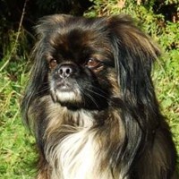 /album/fotogalerie-panda/hr-panda-00-jpg1/