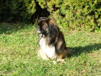 /album/fotogalerie-panda/hr-panda-02-jpg/