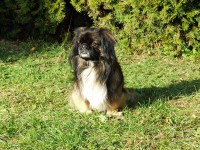 /album/fotogalerie-panda/hr-panda-03-jpg/