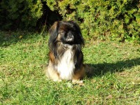 /album/fotogalerie-panda/hr-panda-04-jpg/