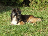 /album/fotogalerie-panda/hr-panda-05-jpg/