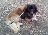 /album/fotogalerie-panda/hr-panda-06-jpg/