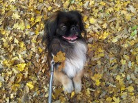 /album/fotogalerie-panda/hr-panda-07-jpg/