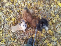 /album/fotogalerie-panda/hr-panda-08-jpg/