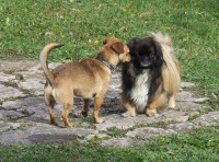 /album/fotogalerie-panda/hr-panda-09-jpg/