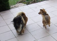 /album/fotogalerie-panda/hr-panda-10-jpg/